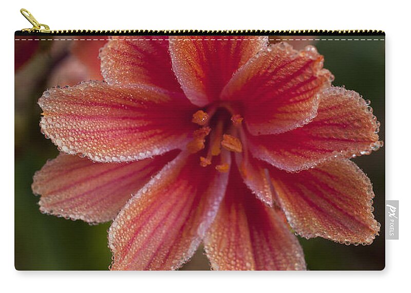 Astoria Zip Pouch featuring the photograph Lewisia and Dew by Robert Potts