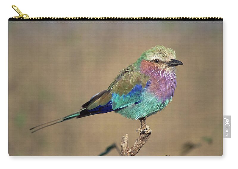 Mp Zip Pouch featuring the photograph Lilac-breasted Roller Coracias Caudata by Gerry Ellis