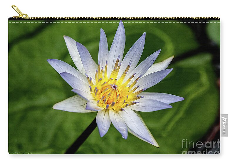 White Zip Pouch featuring the photograph Lily by Les Greenwood