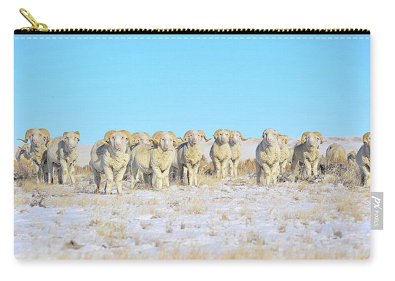 Amanda Smith Wyoming Photographer Carry-all Pouch featuring the photograph Line em up Rams by Amanda Smith