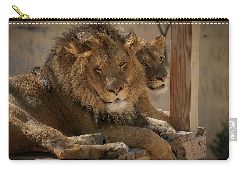 Lion Zip Pouch featuring the photograph Lion and Lioness by Mary Lee Dereske