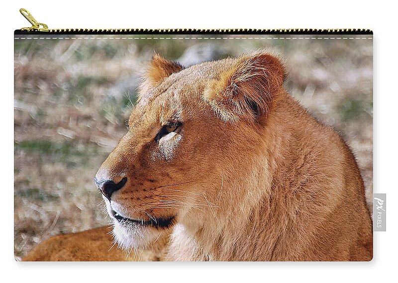 Lion Zip Pouch featuring the photograph Lion around by Kuni Photography