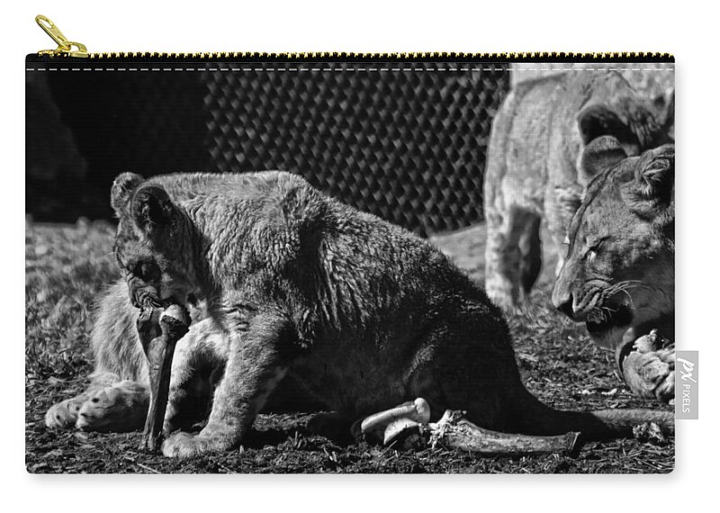 Lion Zip Pouch featuring the photograph Lion Cub chewing on a bone by Flees Photos