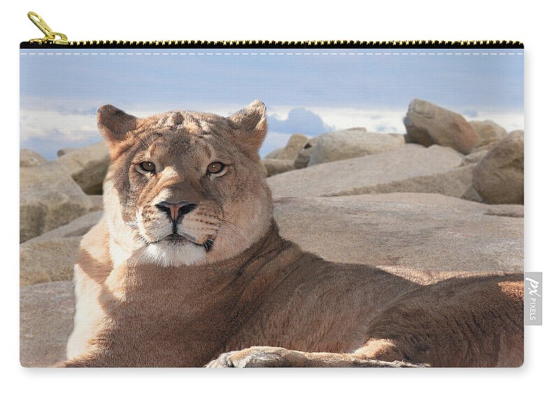 Female Zip Pouch featuring the photograph Lion by Michele A Loftus