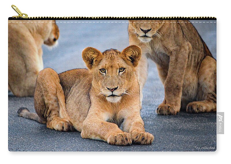 Wildlife Zip Pouch featuring the photograph Lions stare by Gaelyn Olmsted