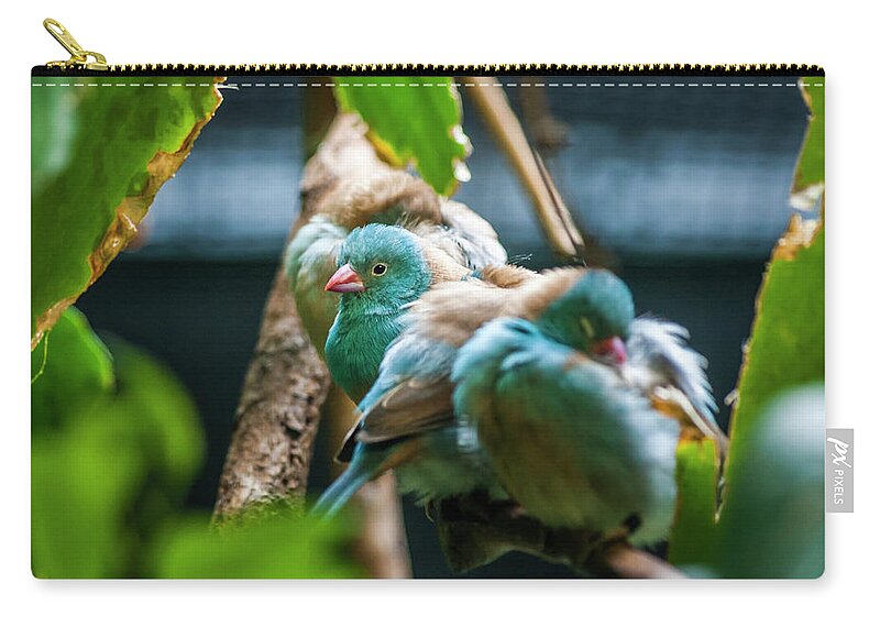 Bird Zip Pouch featuring the photograph Little Birds by Daniel Murphy