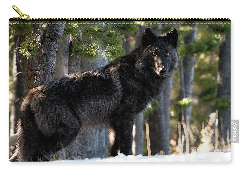 Wolf Zip Pouch featuring the photograph Little Blackie by Deby Dixon