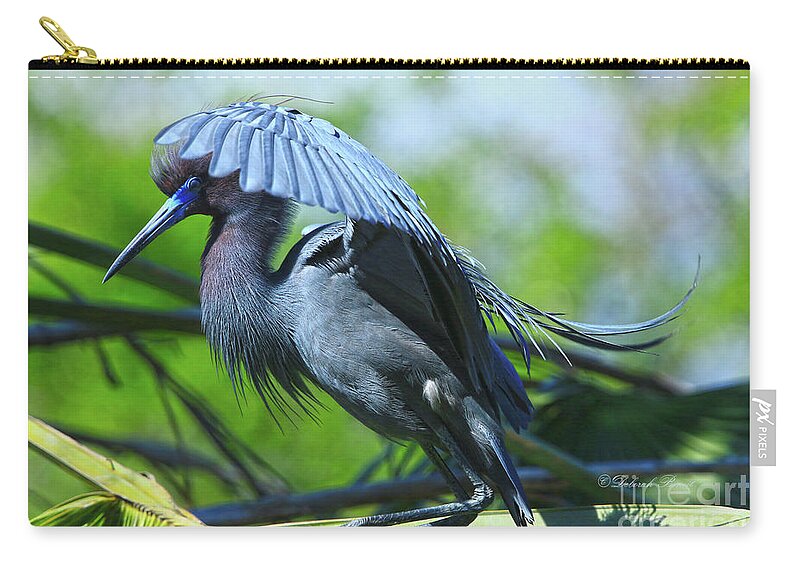 Heron Zip Pouch featuring the photograph Little Blue Heron Alligator Farm by Deborah Benoit