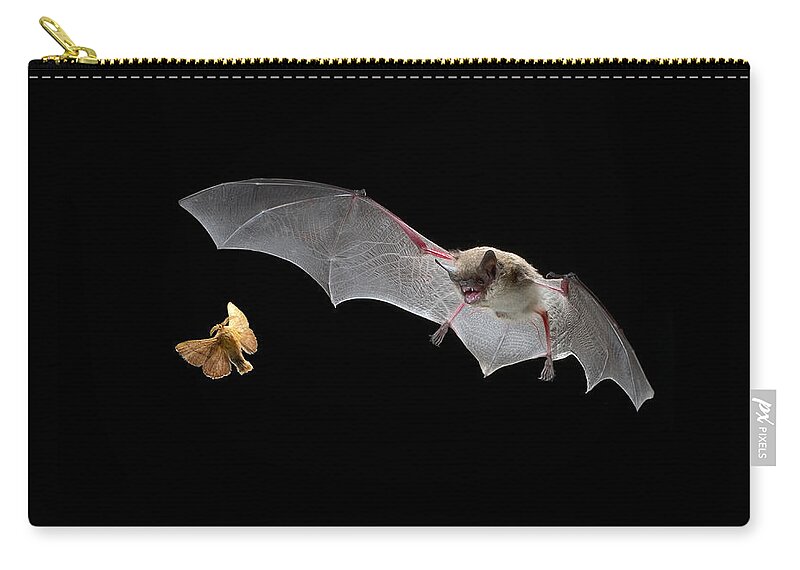 Mp Zip Pouch featuring the photograph Little Brown Bat Hunting Moth by Michael Durham