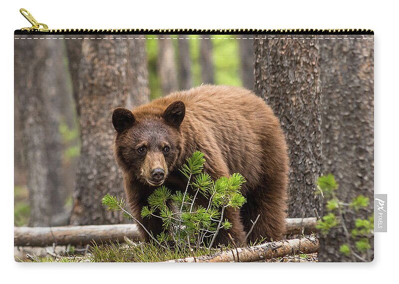 Black Bear Zip Pouch featuring the photograph Little Cinnamon In Forest by Yeates Photography