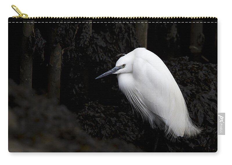 Little Egret Zip Pouch featuring the photograph Little Egret by Tony Mills