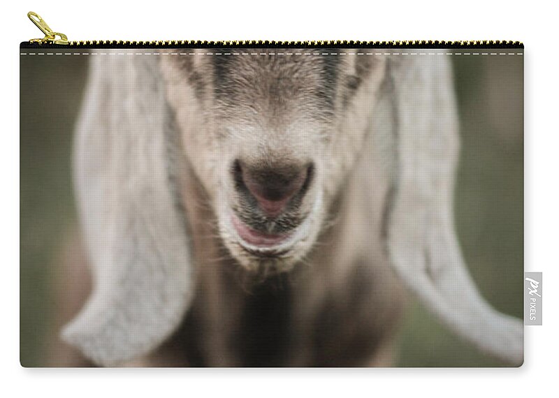 Kelly Hazel Zip Pouch featuring the photograph Little Goat in Color by Kelly Hazel