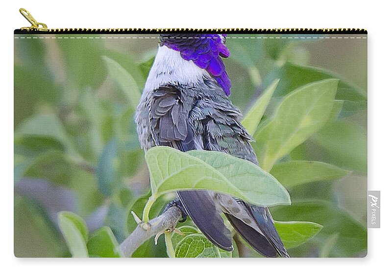 Costas Hummingbird Zip Pouch featuring the photograph Little Treasure by Saija Lehtonen