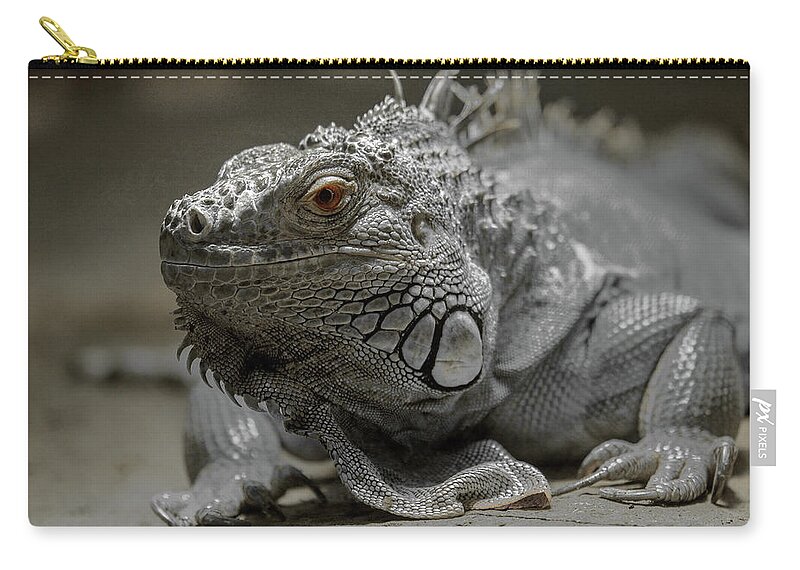 Iguana Zip Pouch featuring the photograph Liz by Bob Cournoyer