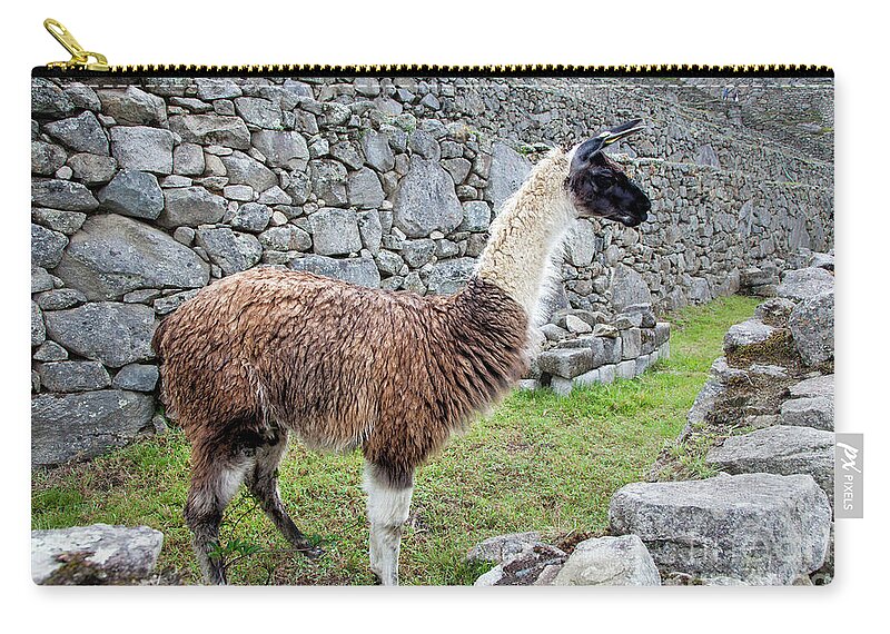 Machupiccchu Zip Pouch featuring the photograph Llama At Machu Picchu by Timothy Hacker