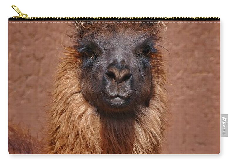 Llama Zip Pouch featuring the photograph Llama by Skip Hunt
