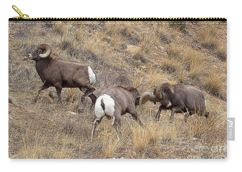 Bighorn Sheep Zip Pouch featuring the photograph Loco Motion by Jim Garrison