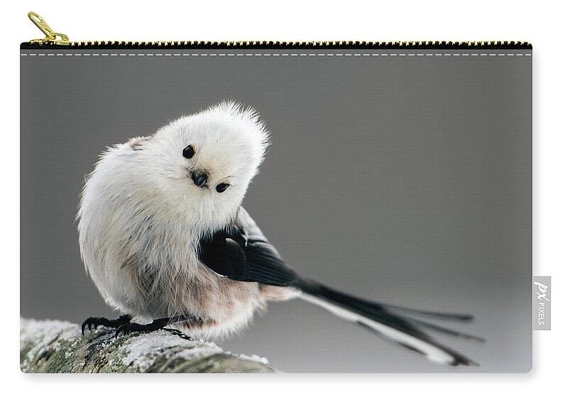 Charming Long-tailed Look Carry-all Pouch featuring the photograph Charming Long-tailed look by Torbjorn Swenelius