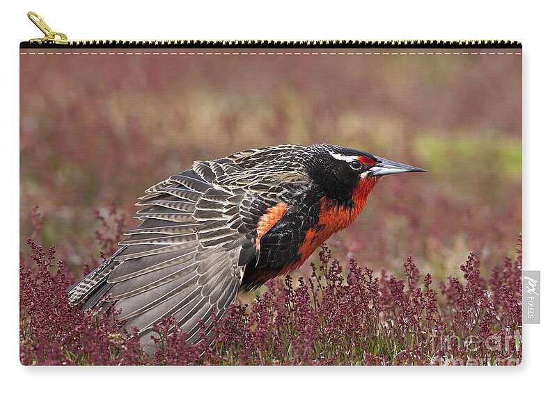 Long-tailed Meadowlark Zip Pouch featuring the photograph Long-tailed Meadowlark by Jean-Louis Klein & Marie-Luce Hubert