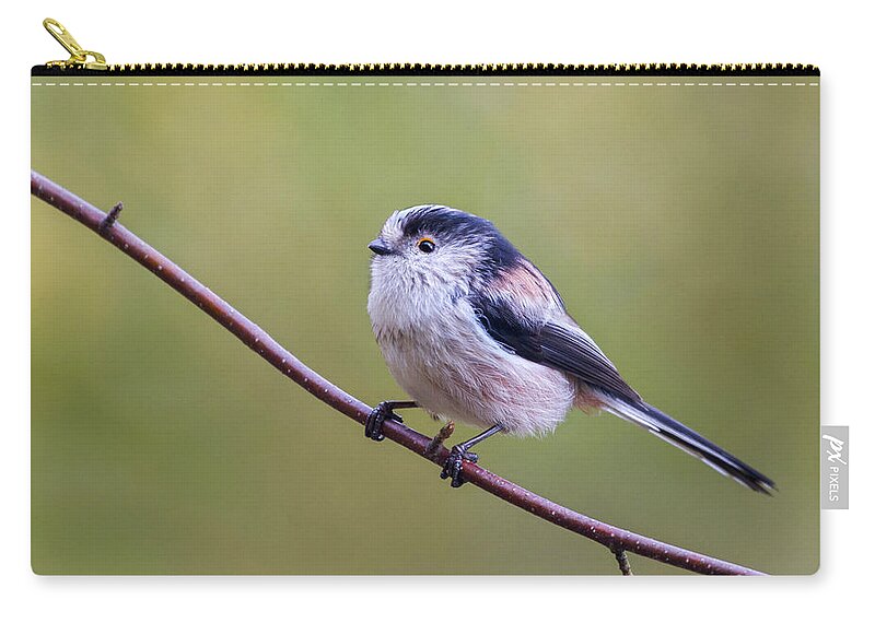Long Tailed Tit Zip Pouch featuring the photograph Long Tailed Tit  Aegithalos caudatus by Chris Smith