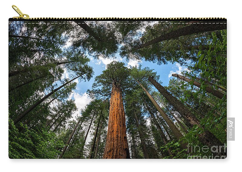 Trees Zip Pouch featuring the photograph Looking Up by Dianne Phelps
