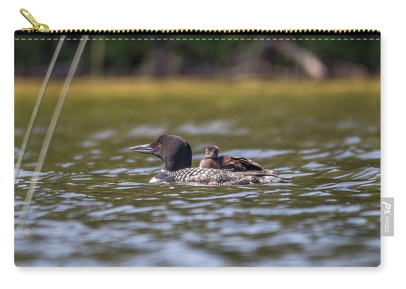 Wildlife Zip Pouch featuring the photograph Loon and Chick -9494 by Norris Seward