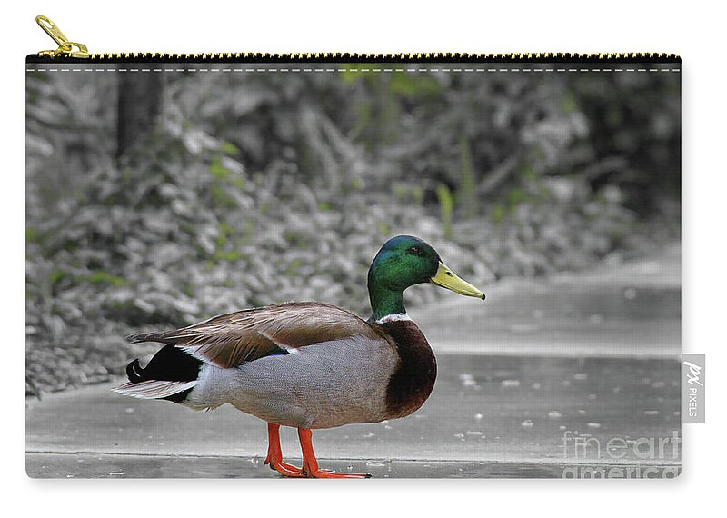 Duck Zip Pouch featuring the photograph Lost Duck by Mariola Bitner