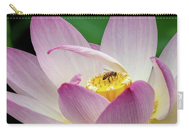 Lotus Zip Pouch featuring the photograph Lotus and the Pollinator by Richard Macquade
