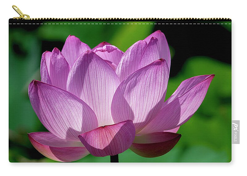 Lotus Zip Pouch featuring the photograph Lotus Beauty--Buxom Beauty ii DL0090 by Gerry Gantt