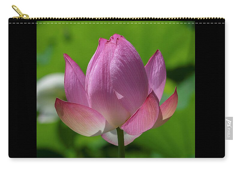 Lotus Zip Pouch featuring the photograph Lotus Bud--Opening Up ii DL0091 by Gerry Gantt