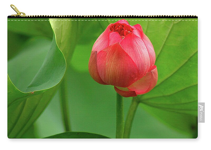 Lotus Zip Pouch featuring the photograph Lotus Flower 2 by Harry Spitz