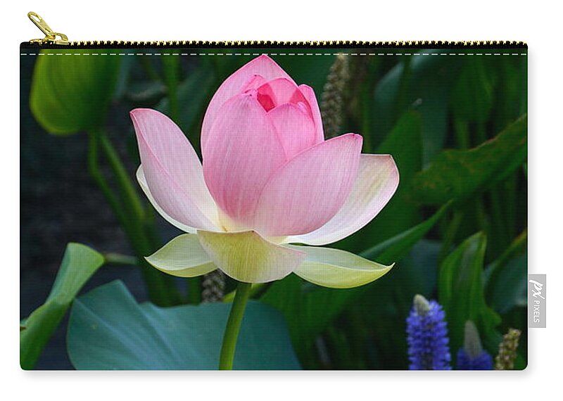 Blooming Lotus With Blue Pickerel Weeds Zip Pouch featuring the photograph Lotus with Blues by Byron Varvarigos