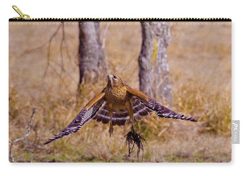 Red Shouldered Hawk Zip Pouch featuring the photograph Low Flying by Linda Unger