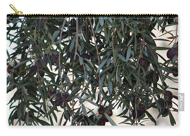Olive Tree Zip Pouch featuring the photograph Low Hanging Fruit An Olive Tree by Colleen Cornelius