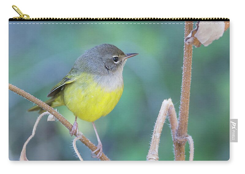 Macgillivray's Zip Pouch featuring the photograph MacGillivray's Warbler 5997-092517-1 by Tam Ryan