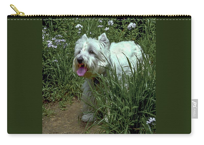 West Highland White Terrier Zip Pouch featuring the photograph MacLean by Samuel M Purvis III