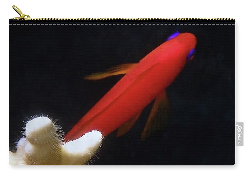 Sea Zip Pouch featuring the photograph Macro Photo Underwater Of Anthias and Coral by Johanna Hurmerinta