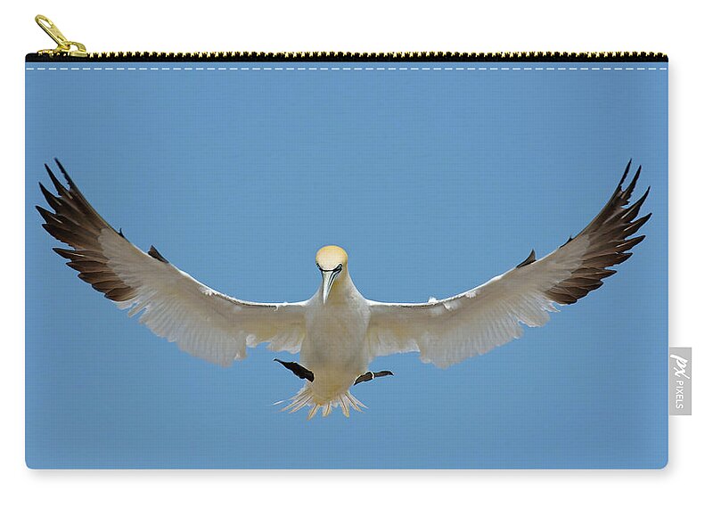 Northern Gannet Zip Pouch featuring the photograph Maestro by Tony Beck