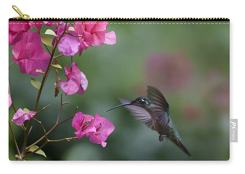 00429542 Carry-all Pouch featuring the photograph Magnificent Hummingbird Female Feeding by Tim Fitzharris