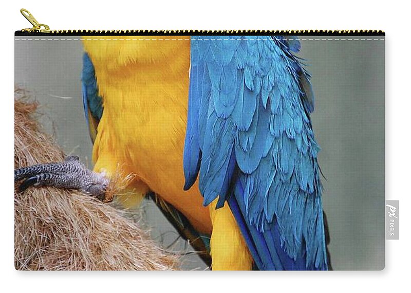 Blue And Yellow Macaw Zip Pouch featuring the photograph Magnificent Macaw by DigiArt Diaries by Vicky B Fuller