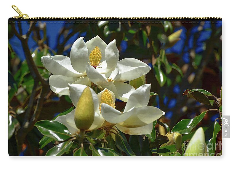 Magnolia Zip Pouch featuring the photograph Magnolia Blossoms by Kathy Baccari