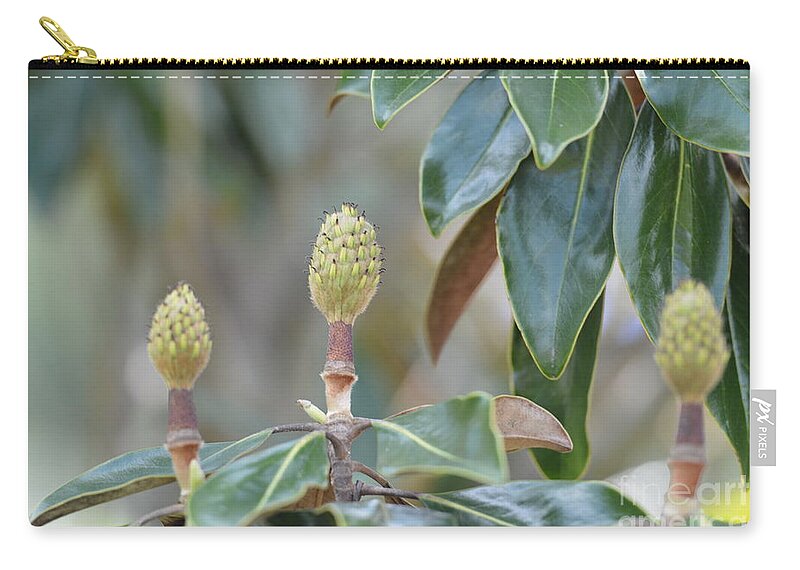 Magnolia Buds Zip Pouch featuring the photograph Magnolia Buds by Maria Urso
