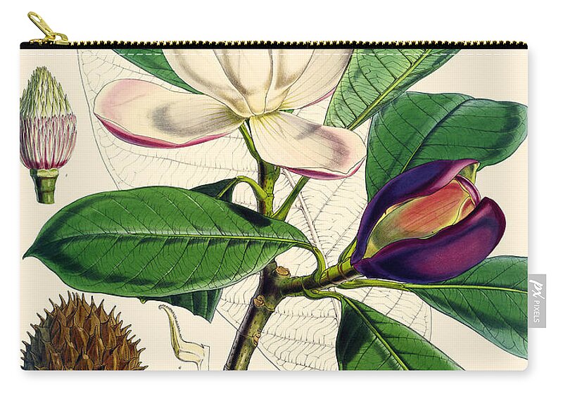 Magnolia Zip Pouch featuring the painting Magnolia by Joseph Dalton Hooker