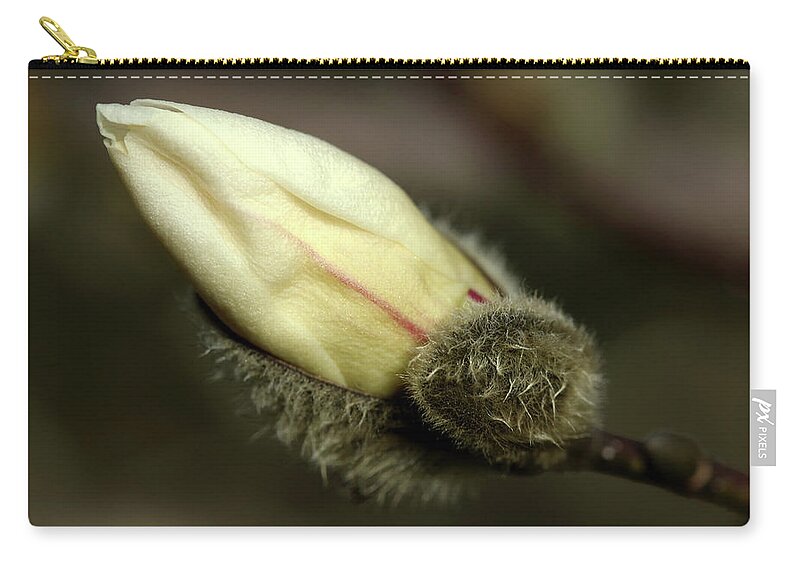Magnolia Zip Pouch featuring the photograph Magnolia Kobus Bud by Debbie Oppermann