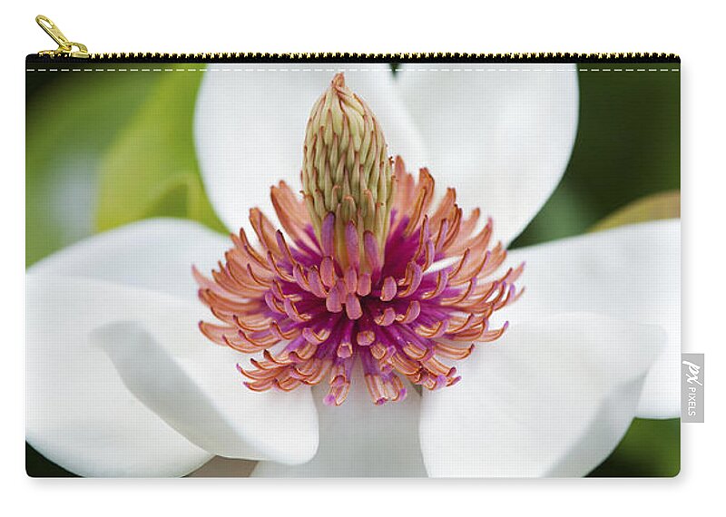 Magnolia Zip Pouch featuring the photograph Magnolia Wieseneri Flower by Tim Gainey