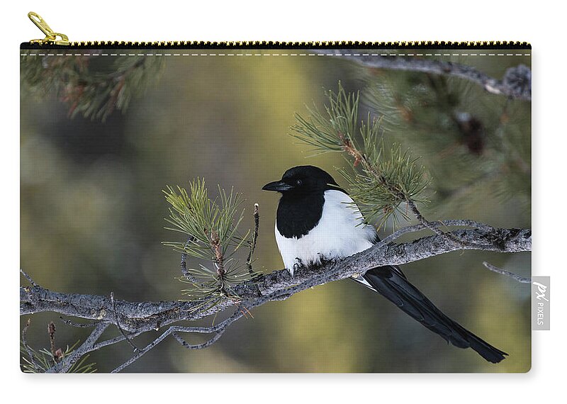 Bird Zip Pouch featuring the photograph Magpie Magic by Jody Partin