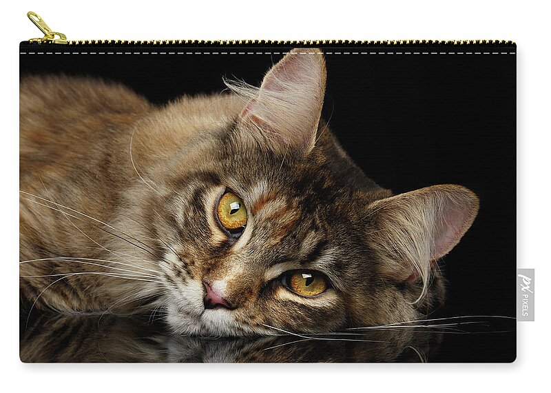 Cat Zip Pouch featuring the photograph Maine Coon Cat Lying, Looks Cute Isolated on Black Background by Sergey Taran