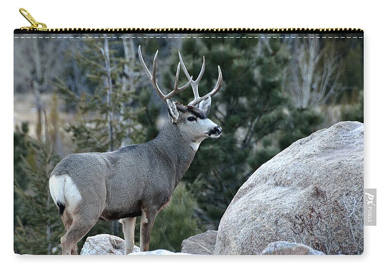 Mule Zip Pouch featuring the photograph Majestic Buck by Tranquil Light Photography