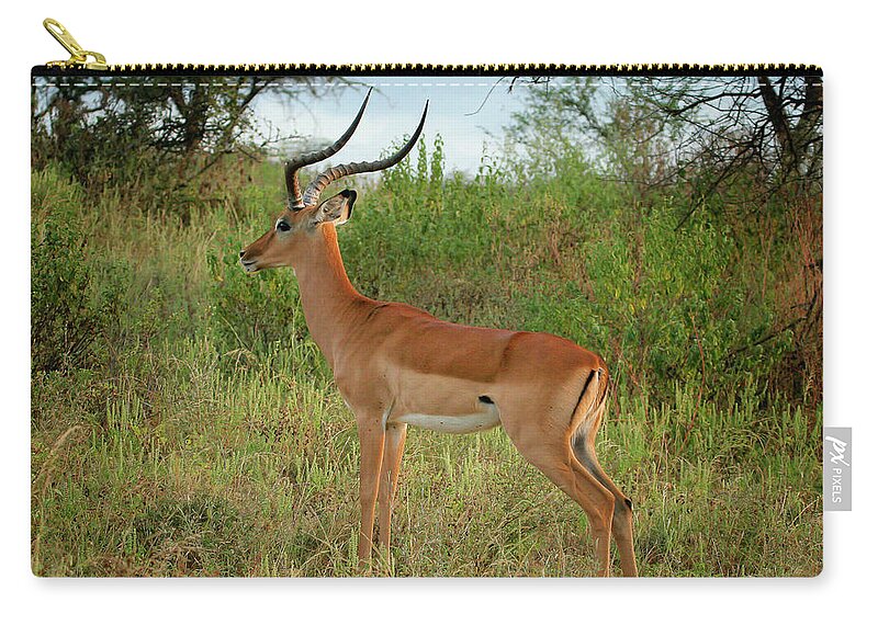 Gary Hall Zip Pouch featuring the photograph Majestic Impala by Gary Hall