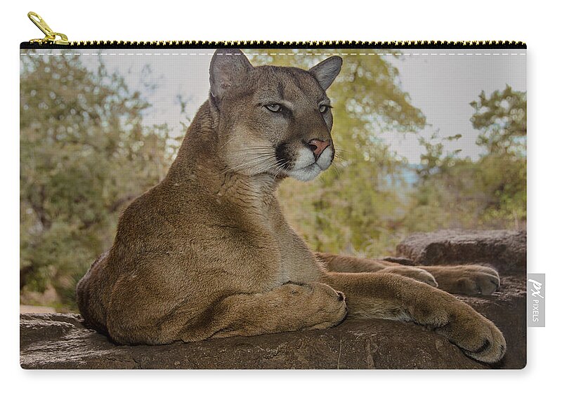 Mountain Lion Zip Pouch featuring the photograph Majestic Mountain Lion by Evelyn Harrison